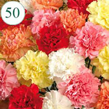 50 Mix color Carnations