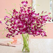 Radiant Orchids