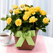 Potted Yellow Rose