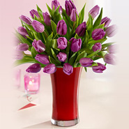 30 Purple Tulip