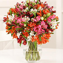 32 British Alstroemeria