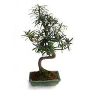 Bonsai Podocarpus Plant