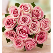 Dozen Pink Roses DPMD1307