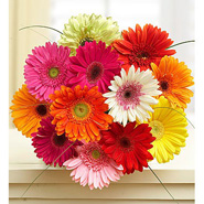 Dozen Gerbera Daisies