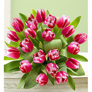 Pink Tulips