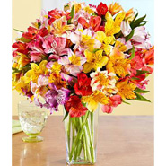 Peruvian Lilies