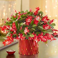 Christmas Cactus