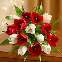 Christmas Tulips