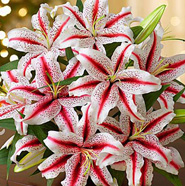 Candy Cane Lilies