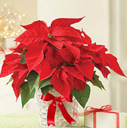 Christmas Poinsettia 