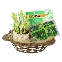 Luxuriant Green Hamper