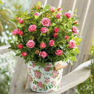 Mini Rose Plant Gift