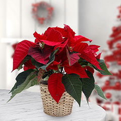 Poinsettia Plant