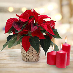 Special Poinsettia Plant