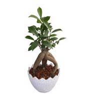 Ficus Microcarpa Plant