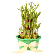 3 Layer Lucky bamboo