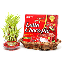 Lucky bamboo & Choco pie