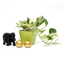 Moneyplant with elephant