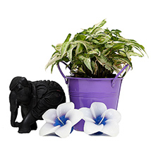 Syngonium Plant with Elephant