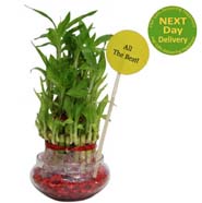 3 layers Pink Lucky bamboo