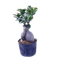 Ficus Microcarpa 100gm