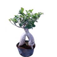 Ficus Microcarpa 200gm