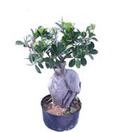 Ficus Microcarpa 300gm