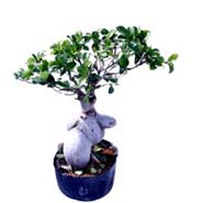 Ficus Microcarpa 400gm