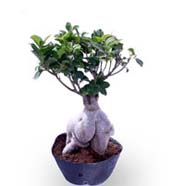 Ficus Microcarpa 500gm