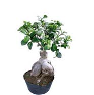 Ficus Microcarpa 1000gm