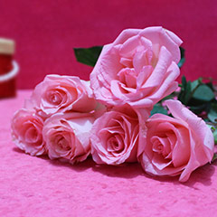 Beautiful Pink Roses