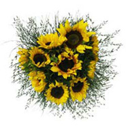 Sunflower Smiles -SA