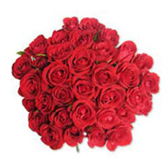 15 Red Roses in Cellophane-SA