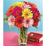 Gerbera Lover