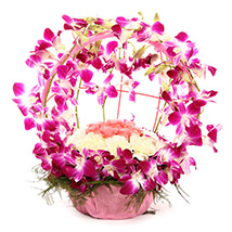 Mothers Day-Vibrant Orchid Celebration